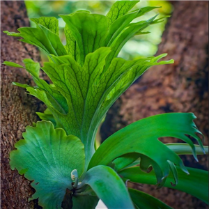 Platycerium Bifurcatum